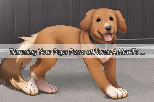 Trimming Your Pups Paws at Home A HowTo Guide for a Fluffier Healthier Dog